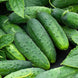 Cucumber 'Spacemaster' Seeds