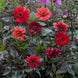Dahlia 'Bishop's Children' Seeds