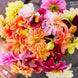 Dahlia 'Early Bird Mix' Seeds