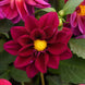 Dahlia 'Figaro Violet Shades' Seeds