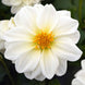 Dahlia 'Figaro White' Seeds