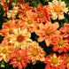 Dahlia 'Sunny Reggae' Seeds