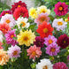 Dahlia 'Unwins Mix' Seeds