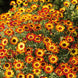 Daisy 'German Flag' Seeds