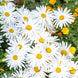 Daisy 'Ox-Eye' Seeds