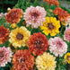 Daisy 'Dunnetti Mix' Seeds