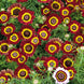 Daisy 'Flame' Seeds