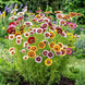 Daisy 'Rainbow Mix' Seeds