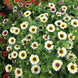 Daisy 'Polar Star' Seeds