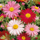 Daisy 'Robinsons Giant Mix' Seeds