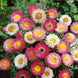 Daisy 'Giant Flowered Mix' Seeds