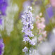 Delphinium 'Blue Bell' Seeds