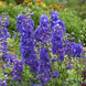 Delphinium 'Dasante Blue' Seeds