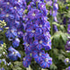 Delphinium 'Guardian Blue' Seeds