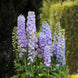 Delphinium 'Guardian Lavender' Seeds