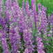Delphinium 'Lilac Spire' Seeds
