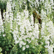Delphinium 'White King' Seeds