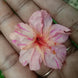 Four O' Clock 'Apricot Star' Seeds