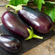 Eggplant 'Black Beauty' Seeds