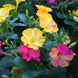 Four O' Clock 'Bicolor Mix' Seeds