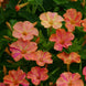 Four O' Clock 'Marble Yellow Red' Seeds