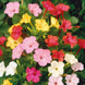 Four O' Clock 'Mixed' Seeds