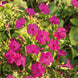 Four O' Clock 'Pink' Seeds