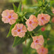 Four O' Clock 'Salmon Sunset' Seeds