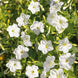 Four O' Clock 'White' Seeds