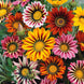 Gazania 'Sunshine Mix' Seeds