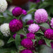 Gomphrena 'Ping Pong Mix' Seeds