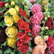 Hollyhock 'Double Mix' Seeds