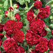 Hollyhock 'Double Red' Seeds