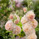 Hollyhock 'Double Salmon' Seeds