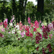 Hollyhock 'Indian Spring Mix' Seeds