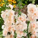 Hollyhock 'Double Champagne' Seeds