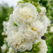 Hollyhock 'Double White' Seeds