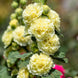 Hollyhock 'Double Yellow' Seeds