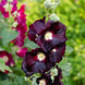 Hollyhock 'Nigra' Seeds