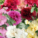 Hollyhock 'Queeny Mix' Seeds