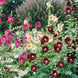 Hollyhock 'Single Mix' Seeds