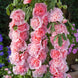 Hollyhock 'Double Pink' Seeds
