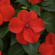 Impatiens 'Bright Red' Seeds