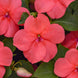 Impatiens 'Beacon Coral' Seeds