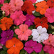 Impatiens 'Beacon Mix' Seeds