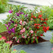 Balsam 'Bush Mixed' Seeds