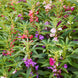 Balsam 'Camelia Mixed' Seeds