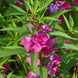 Balsam 'Carmine' Seeds