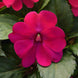 Impatiens 'Magenta Bliss' Seeds