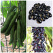 Velvet Bean (Mucuna) Seeds